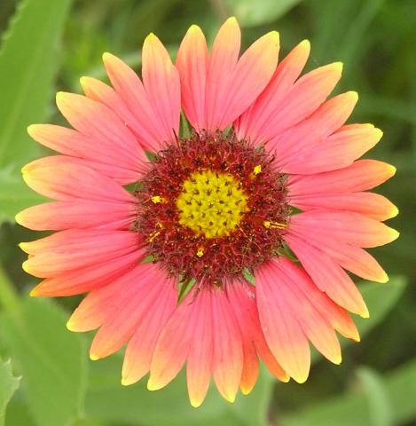 Plain Flower